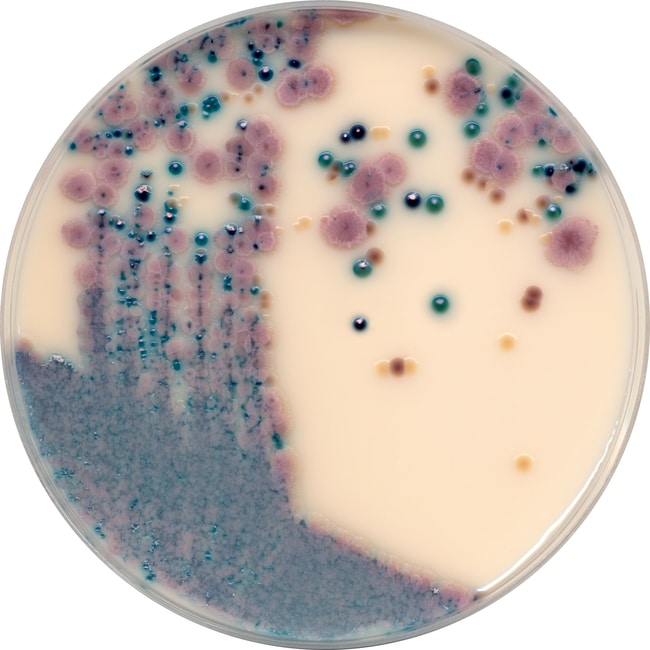 Brilliance Candida Agar